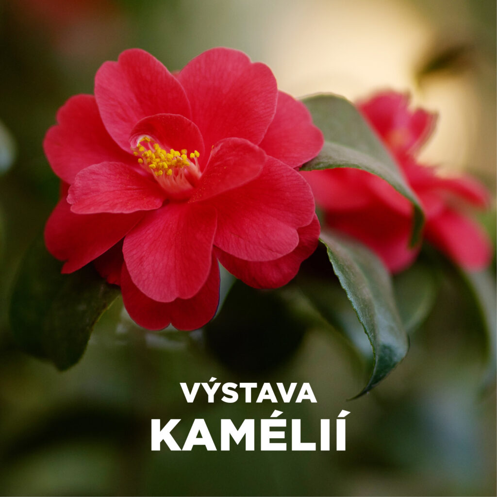 CAMELLIAS IN THE FLOWER GARDEN 2026 - 4