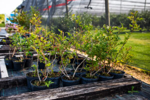 Borůvky z Postoupek - 5