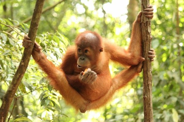 Ing.Josef Staufčík - 1