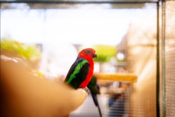 Chovatelské trhy - zaří - 1