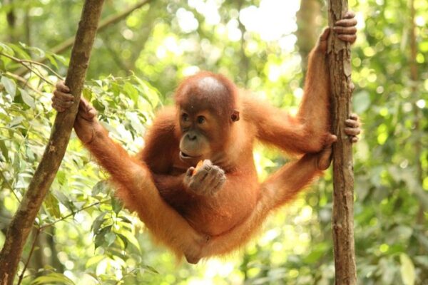 Ing.Josef Staufčík - 1