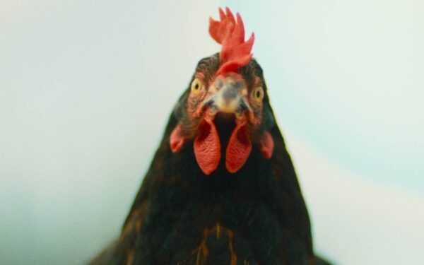 Slepice (HUN 2025) - 1